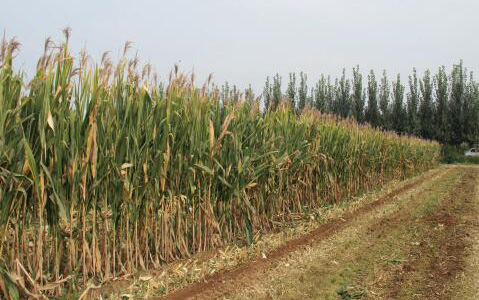 玉米秸秆背景.jpg