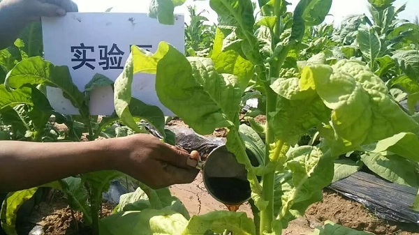 防治烤烟列当，“神锄”复合微生物菌肥再显神威