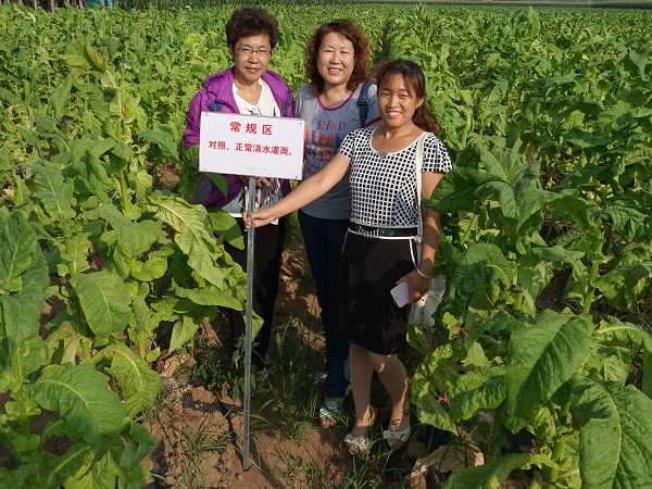 防治烤烟列当，“神锄”复合微生物菌肥再显神威