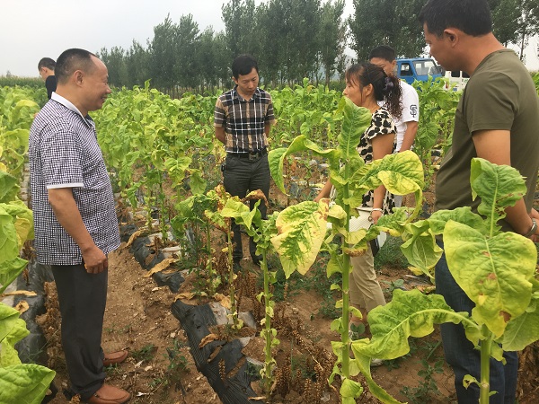 防治烤烟列当，“神锄”复合微生物菌肥再显神威