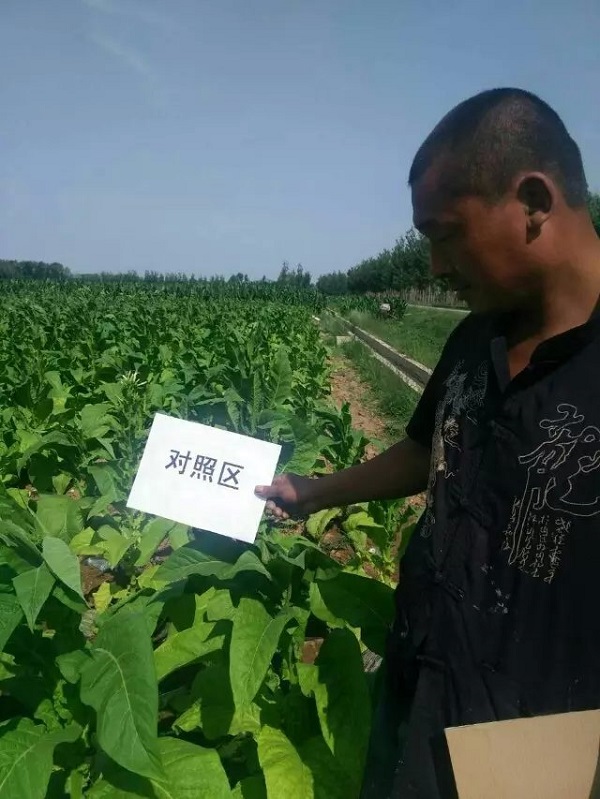 防治烤烟列当，“神锄”复合微生物菌肥再显神威