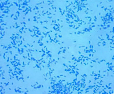 化学农药污染——微生物土壤修复报告