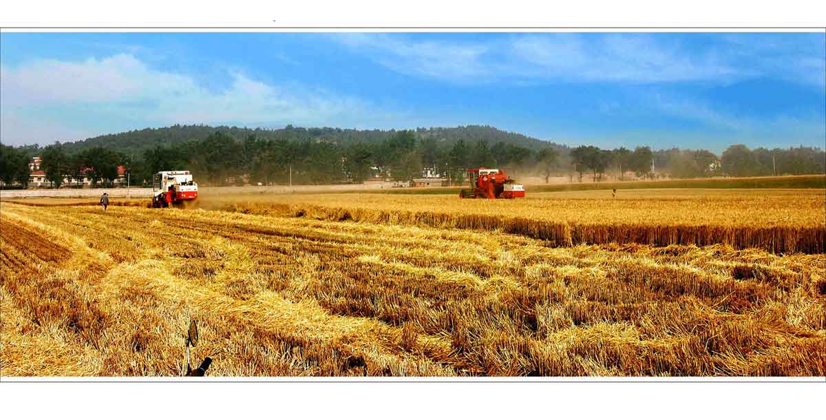 全国“三夏”大规模麦收陆续展开