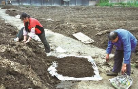 蚯蚓粪肥改善土壤 茶叶品质升