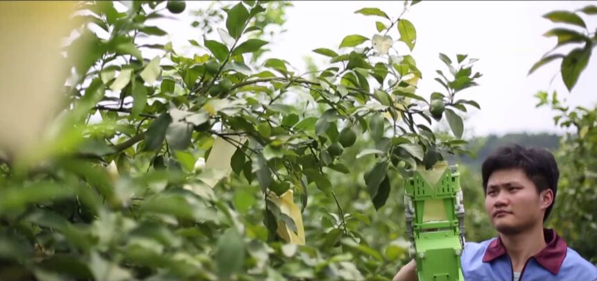 中国农业开启“第六产业”   水果幼果套袋机  农业投资新机遇