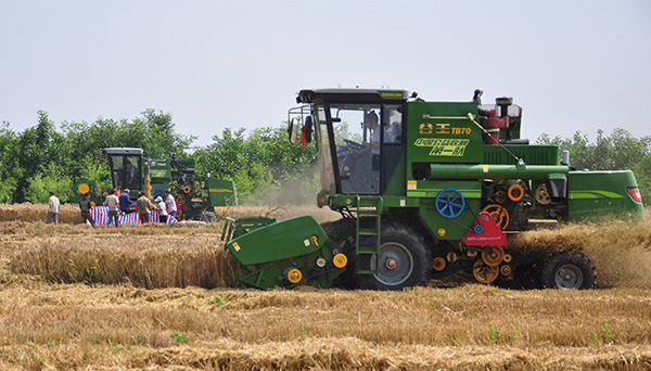 公益收割队的主力--谷王TB70小麦机在田间高效作业.jpg