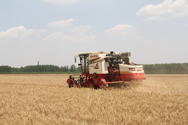 合作社今年新购买的雷沃谷神GE70正在进行麦收作业.jpg