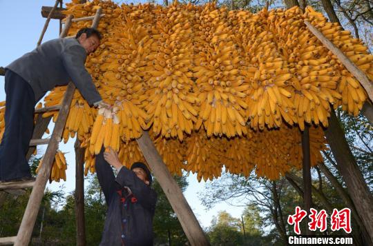 “谷贱伤农”河南农户秋粮种植意向变化大.jpg