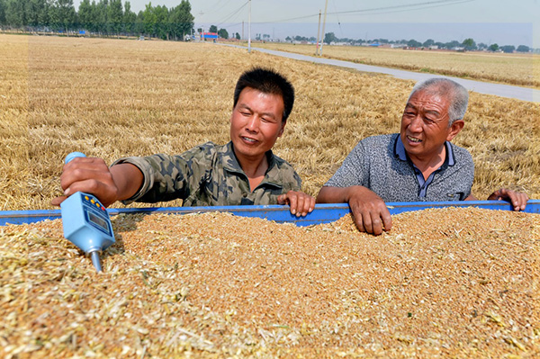 小麦收获3.jpg