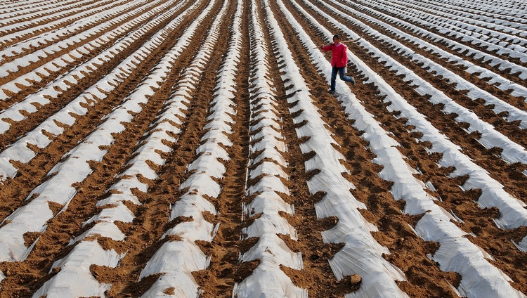 西班牙农业测试：通过可降解薄膜提高土壤质量 