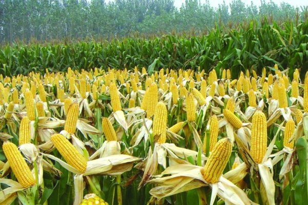 玉米种植.jpg
