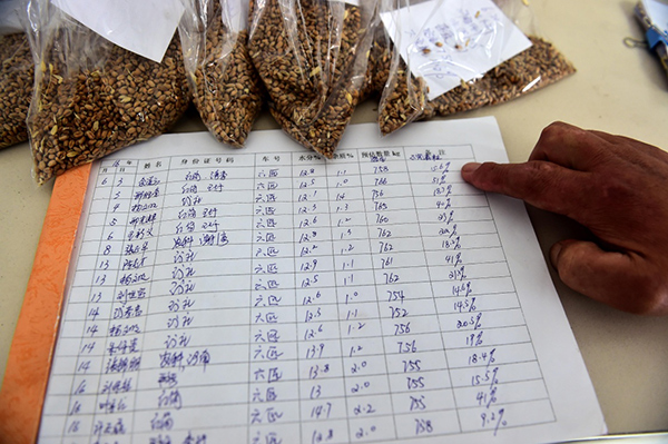 安徽：小麦品质受损-农民遭遇“卖粮难”.jpg