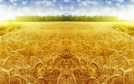 小麦收购.jpg