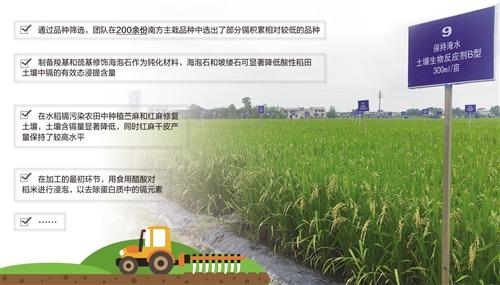 南方稻区土壤重金属污染防治稳步推进