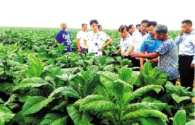 高碳基土壤修复肥增收农作物