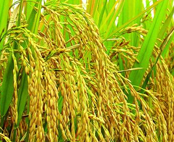 水稻氮肥利用.jpg