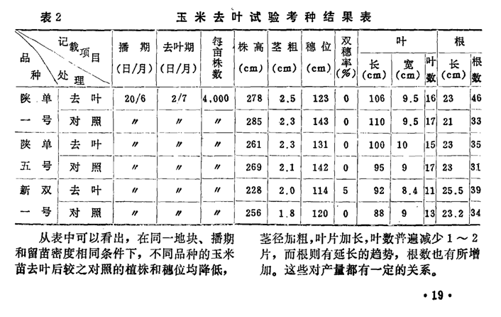 40年前美国科研人员试验玉米苗切去叶片能增产！