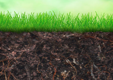 土壤有机体改变植物生长类型