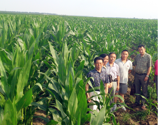 授权发布：中碳联盟发布金藻门碳氢核肥粮食作物用法用量和注意事项