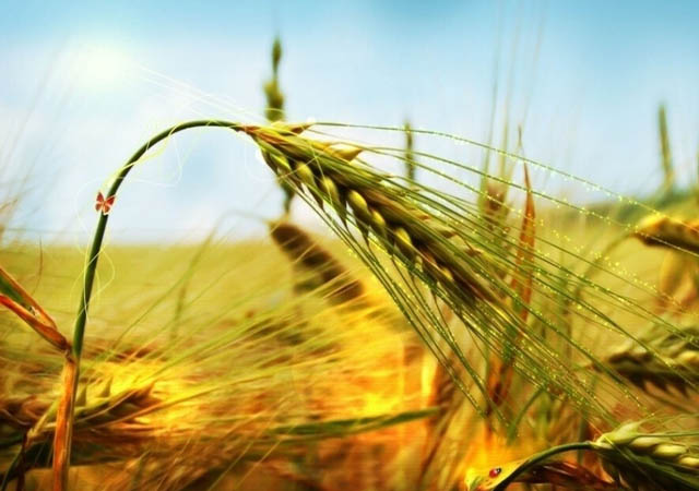 小麦产业.jpg