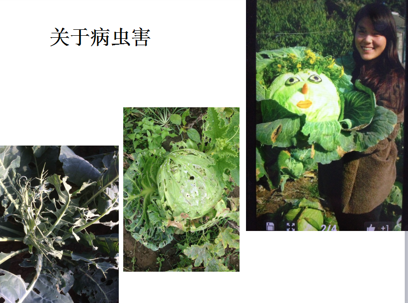 关于有机农业与有机种植技术