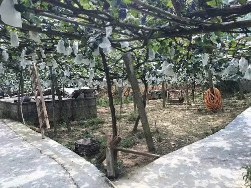 感恩有您，笑傲葡萄江湖