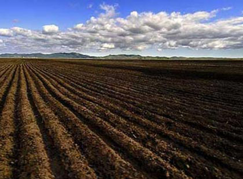 梅州新增一富硒茶种植基地 土壤含硒量远高于国家标准