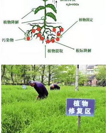 石油污染土壤的植物修复