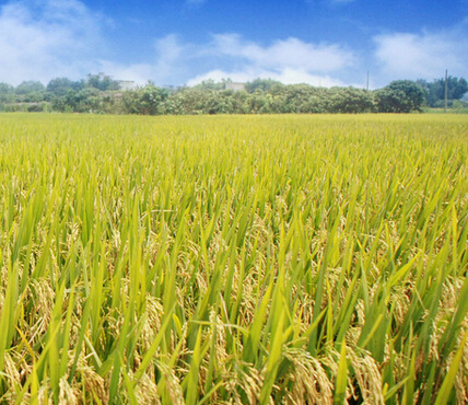 新技术给耕地和稻米治“镉病”