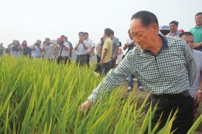 袁隆平领衔“种三产四”丰产工程创高产.jpg