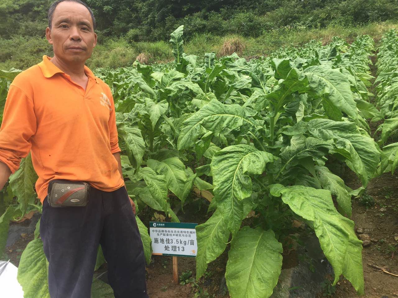 施地佳酸化土壤调理剂再显身手  促烤烟增产