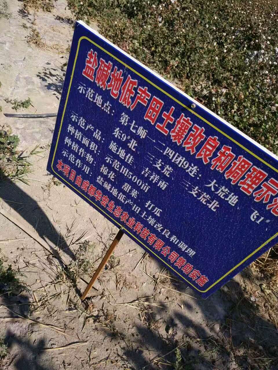 每亩棉田增收900元,施地佳产品改造盐碱土壤助产增收