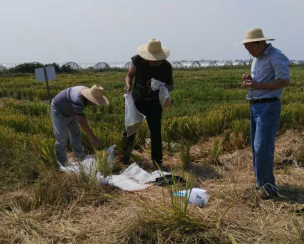 市农委赴改良土壤进行点采集取样