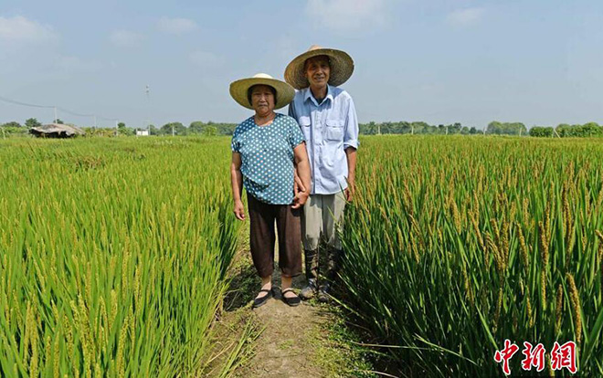 老人培育400多种水稻-种“中国地图”迎国庆3.jpg