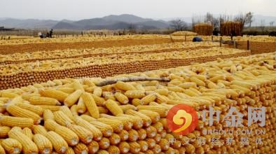 十月玉米收割季 政府出手解危情.jpg