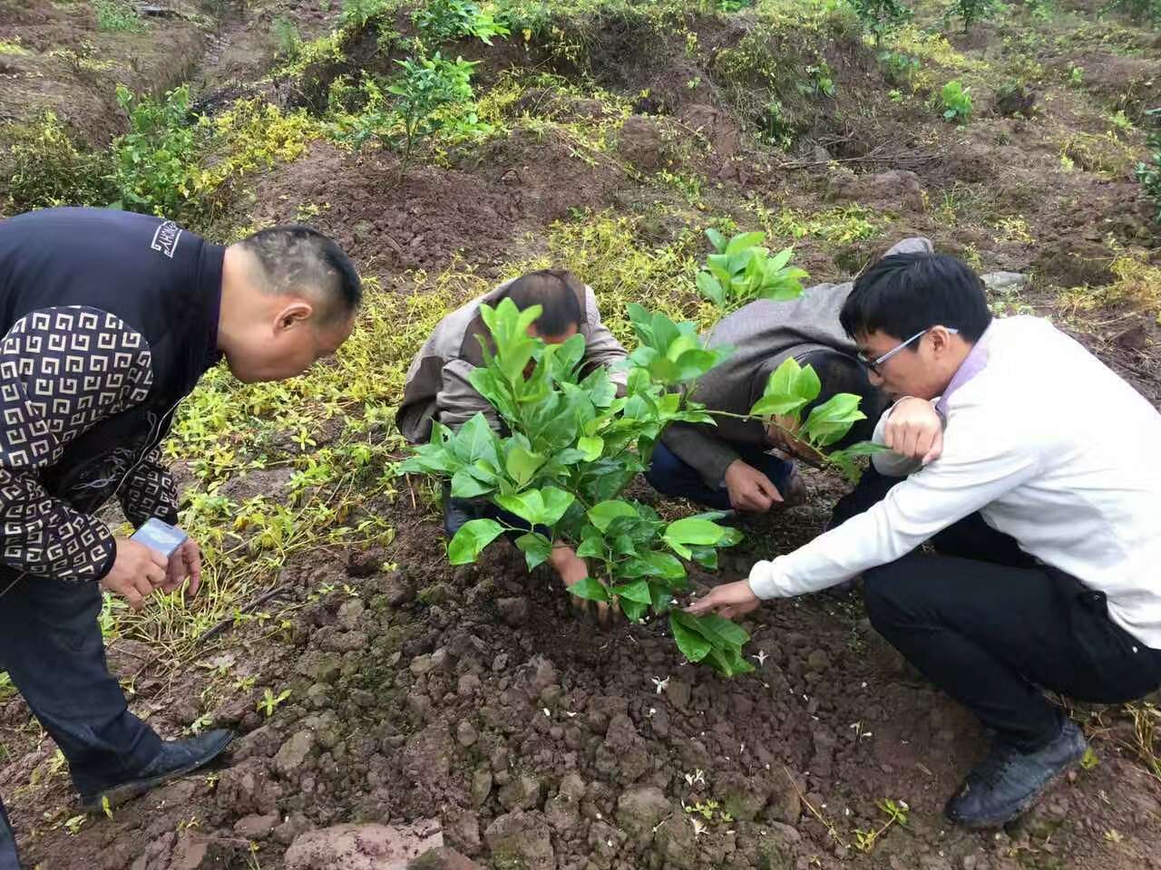 成都华宏安岳有机水肥一体化柠檬种植模式获成功