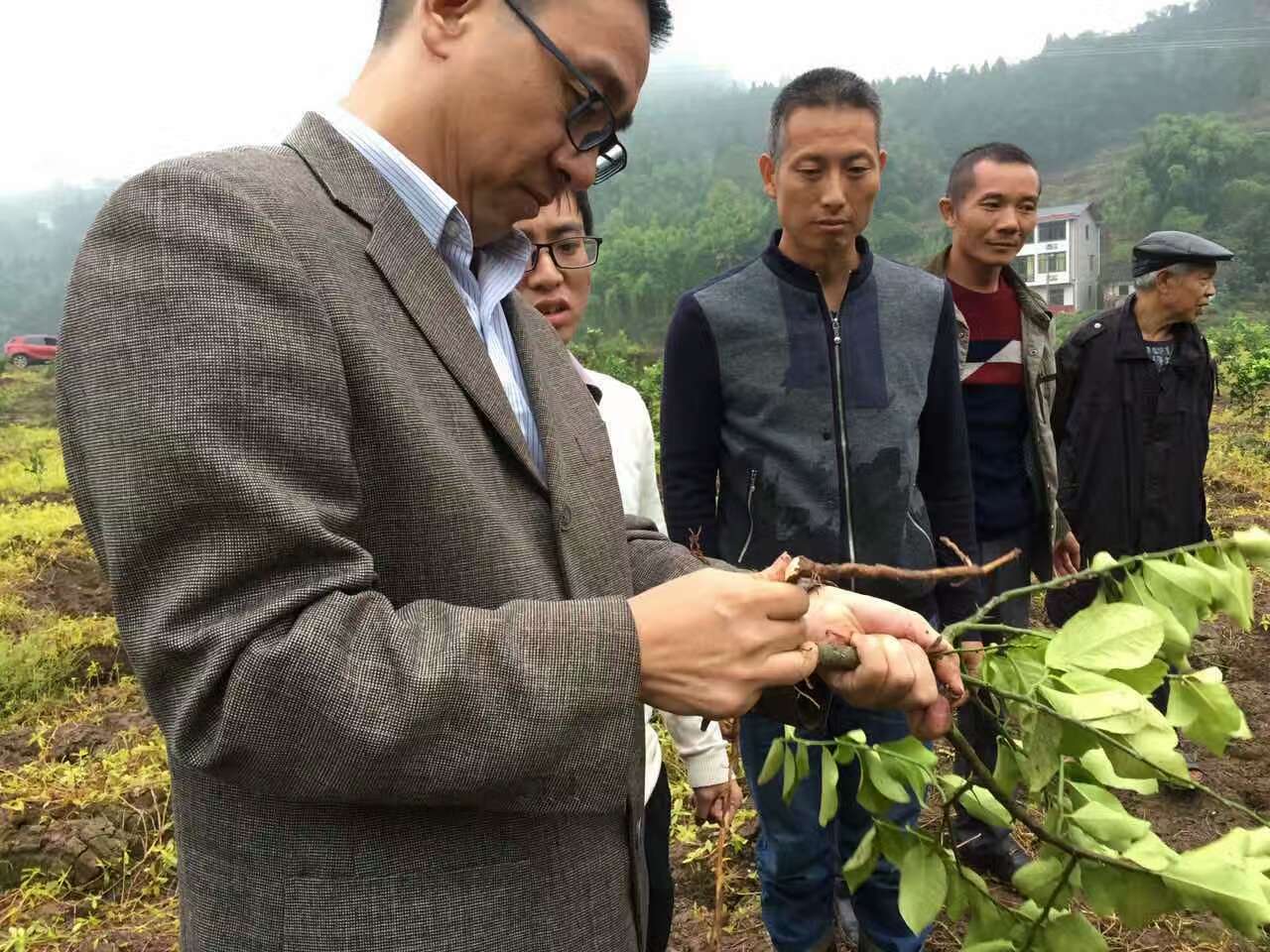 成都华宏安岳有机水肥一体化柠檬种植模式获成功