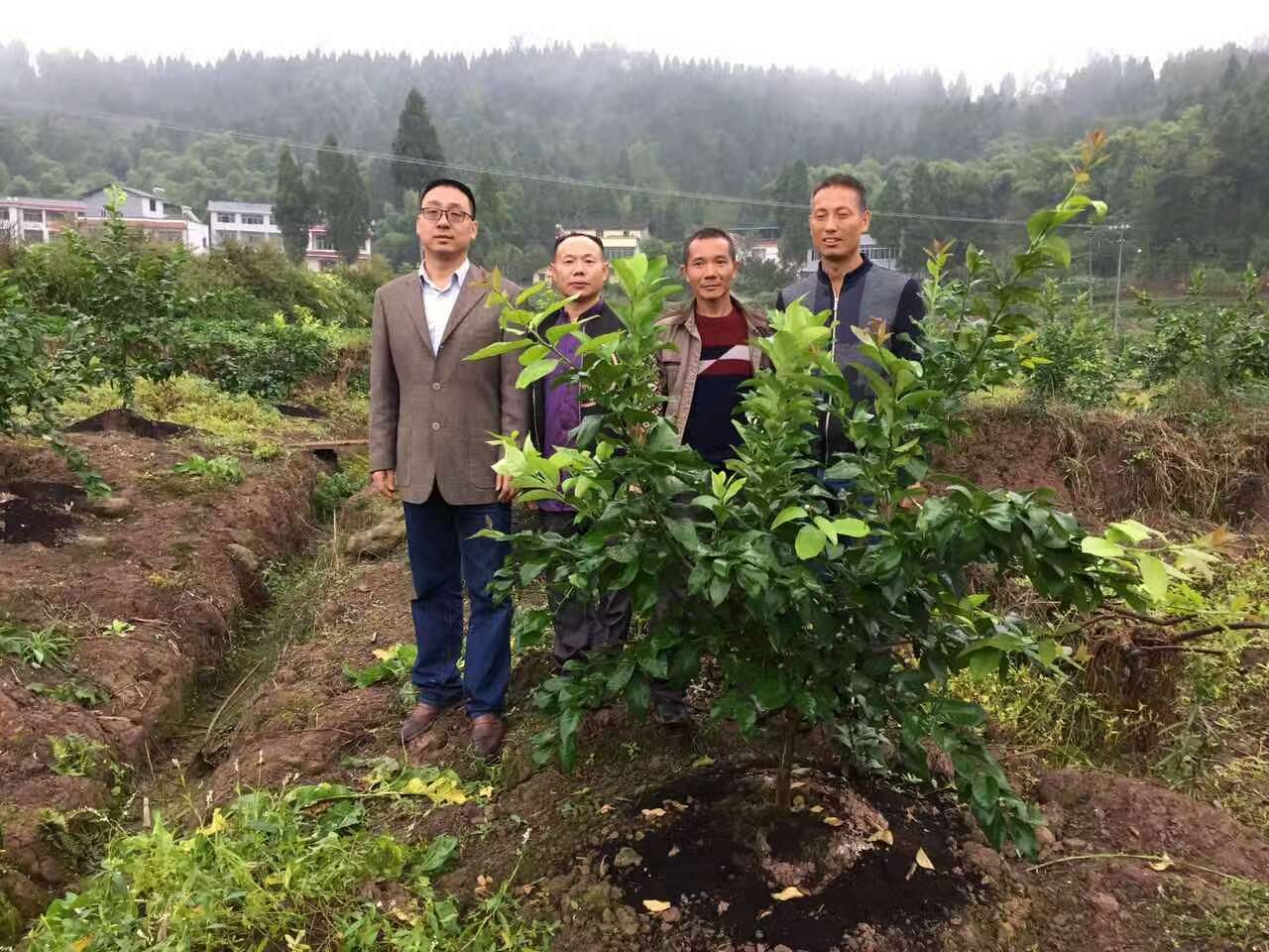 成都华宏安岳有机水肥一体化柠檬种植模式获成功