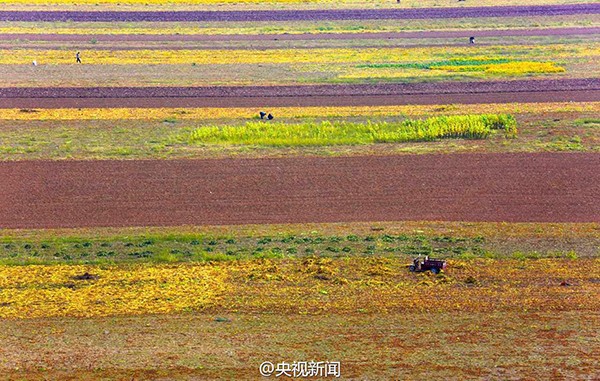 山西万亩黄河滩涂地丰收 “七彩画廊”绵延百里3.jpg