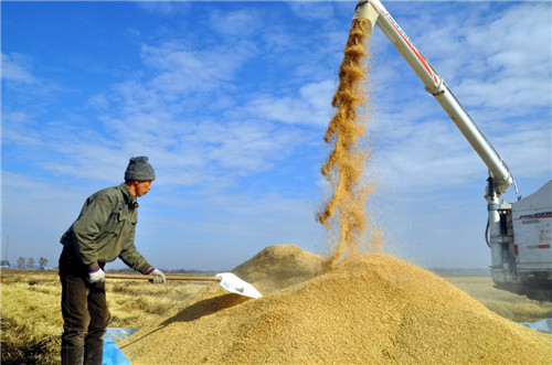 黑龙江垦区水稻收获忙3.jpg