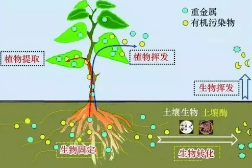 有机污染物在土壤中的迁移和吸收