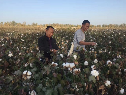 弃耕地上创出350公斤棉花收成  成都华宏科技助力农业 