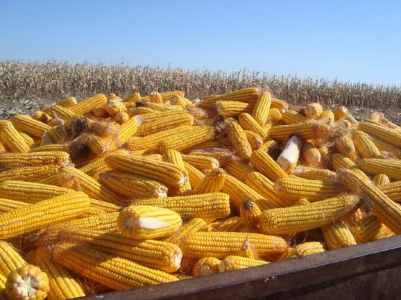 玉米价格.png