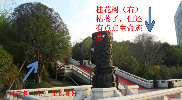 枯木能逢春，高手在民间