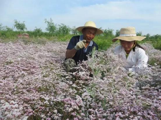 蒙草盐碱地土壤立体改良技术 让荒滩披绿装