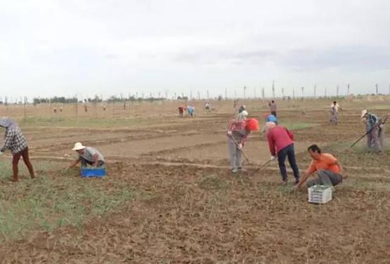 蒙草盐碱地土壤立体改良技术 让荒滩披绿装