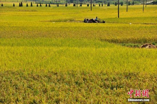 中国农业界科学家确认中国栽培水稻起源地区.jpg
