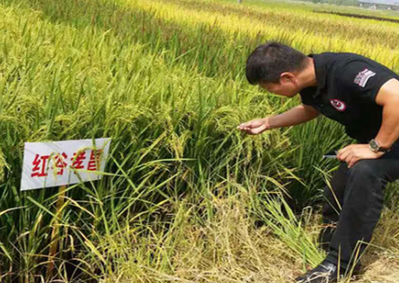 楚蒡源土壤改良：解决菜篮子的最后一公里，从打造中国第一家土壤医院切入