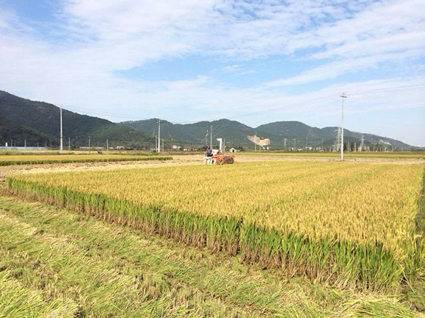 晚稻收割机械化-田间地头奏响“丰收曲”2.jpg