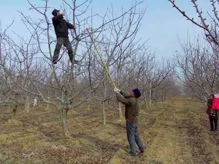 注意！苹果树整形修剪十大误区！